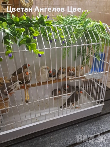 продавам зеброви амадини 