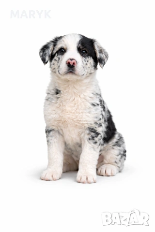 Прекрасни кученца Бордър Коли – търсят своите нови грижовни стопани