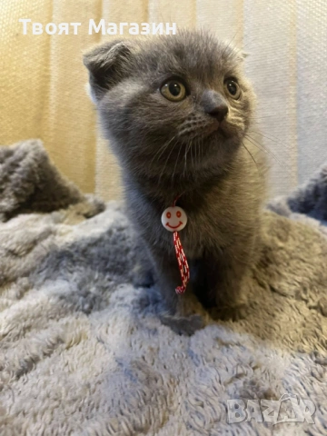 Сиво британско-шотландско момиче – социализирано и игриво, снимка 4 - Други - 54029377