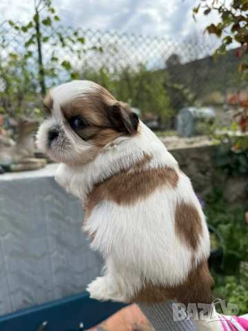 ши тцу бебета, снимка 2 - Ши Тцу - 54253325