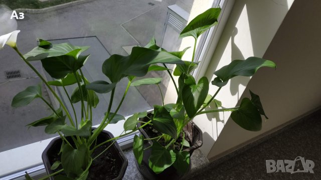 Продавам Цветя Кала за дома - големи, снимка 12 - Разсади - 36583992