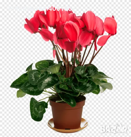 Цикламен персикум, снимка 1