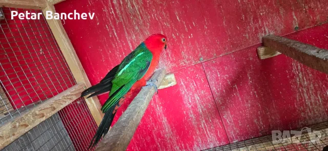 кралски папагал, снимка 2 - Папагали - 50240672