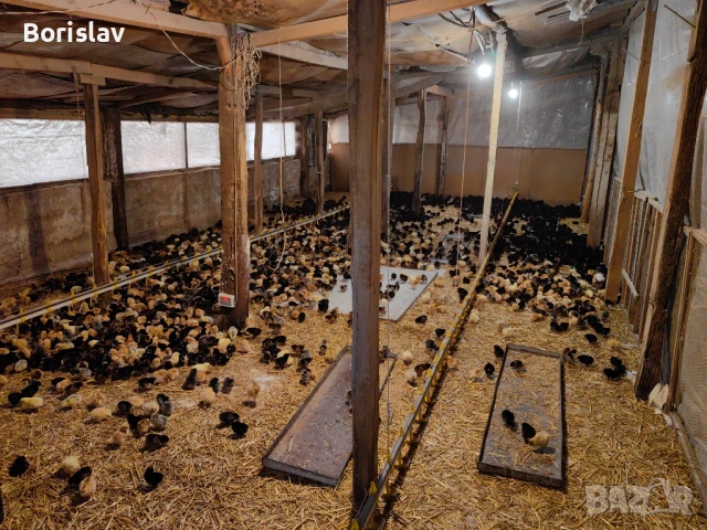 Ярки 4 месеца Шарени с.Ивански, снимка 4 - Кокошки и пуйки - 54100375