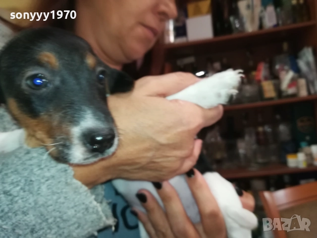 ЖЕНСКО КУТРЕ-ДЖАК РЪСЕЛ НА 40 ДЕНА 2909251558, снимка 18 - Джак ръсел териер - 51879256