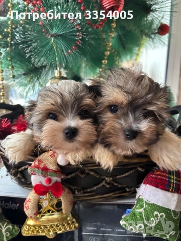 йорки бивър мини, снимка 2 - Йоркширски териер - 52897820