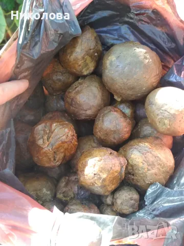 Продавам чист пчелен клей (прополис), снимка 2 - Пчелни продукти - 56413363