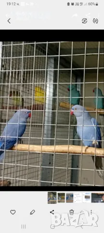  Малък Александър-Виолет, снимка 1