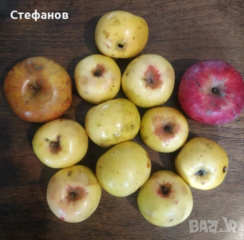 Калеми от разни сортове ябълки и круши, нови и стари , снимка 3 - Разсади - 53744673