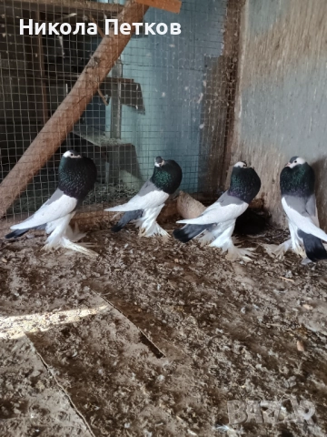 Седлати болани , снимка 6 - Гълъби - 52777307