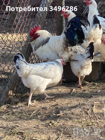 Яйца от светъл Съсекс, снимка 4 - Кокошки и пуйки - 54307997