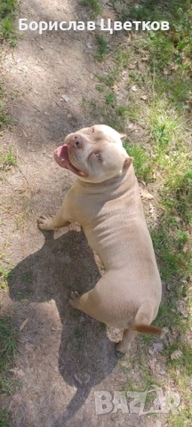 American bully pocket , снимка 6 - Други - 52962629