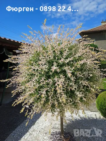 Японска върба Salix Hakuro Nishiki - Фламинго, снимка 10 - Разсади - 44452310