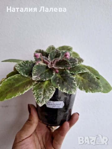 Мини сентполия, АВ-Молочные Реки, снимка 2 - Стайни растения - 53095108