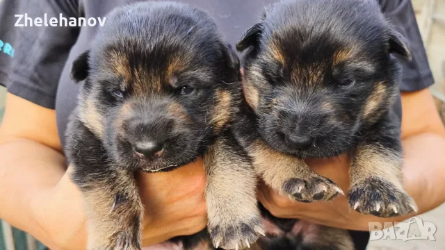 Немска Овчарка от Развъдник ”Von Zhelehanov”