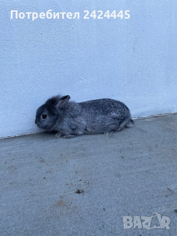 Декоративно зайче, снимка 3 - Декоративни зайчета - 53260330