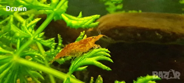 Скариди ред чери, снимка 2 - Други - 47306354