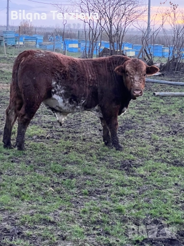 Продавам телета