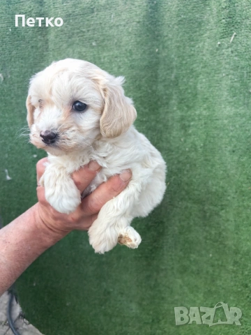 Малтипу , снимка 3 - Пудели - 54022310