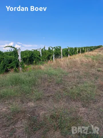 Лозе от 8 дка с винени сортове