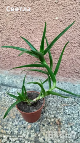 Продавам алое