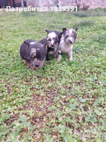 Пинчер мерле, снимка 2 - Пинчер - 53223710