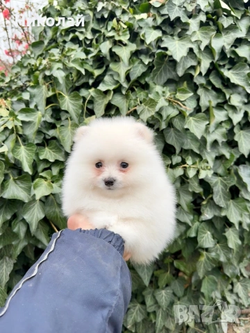 Померан мини момче. Померанче, снимка 2 - Померан - 53916476