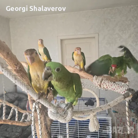 Продавам ръчно хранени бебета кайки, снимка 4 - Папагали - 56447162