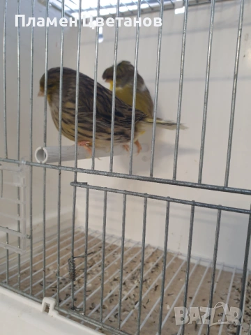 Канари2025г, снимка 2 - Канари - 52112712