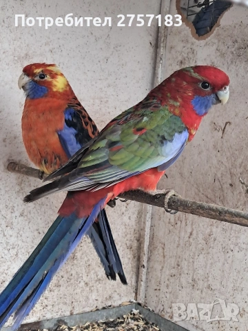 продавам пенатови розели, снимка 2 - Папагали - 54275588