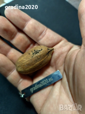 Разсад Орех Пекан, снимка 7 - Разсади - 47897139