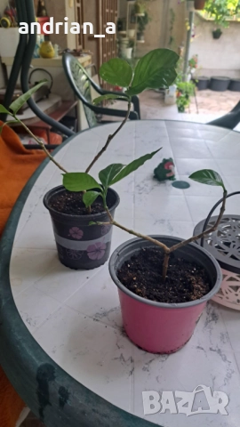 Табернемонтана (Tabernaemontana), снимка 3 - Градински цветя и растения - 51733096