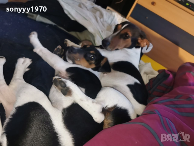 джак ръсел-куче 1бр 1501261713, снимка 2 - Джак ръсел териер - 53112030