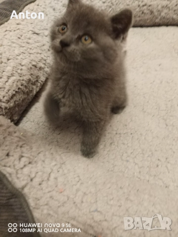 Британче момче, снимка 5 - Британска късокосместа - 52748840