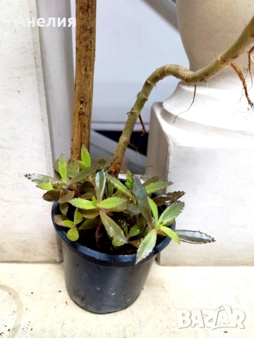 Лечебно цъфтящо каланхое, снимка 4 - Стайни растения - 53215069