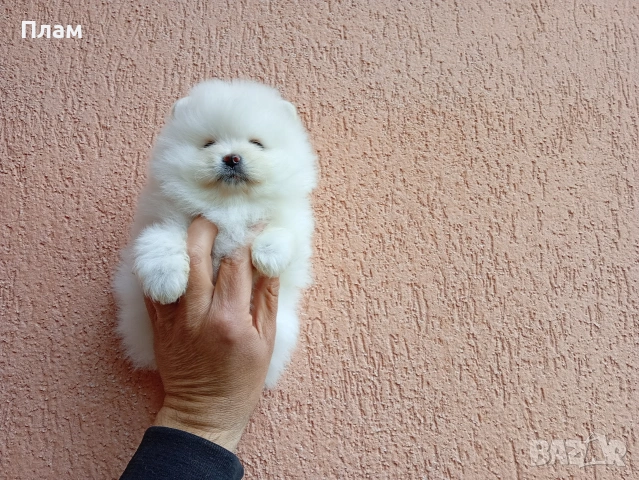 Померани.Реални снимки ! Мъжки и женски., снимка 17 - Померан - 54038182