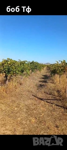 давам под наем лозе 5 дка рубин село Белащица