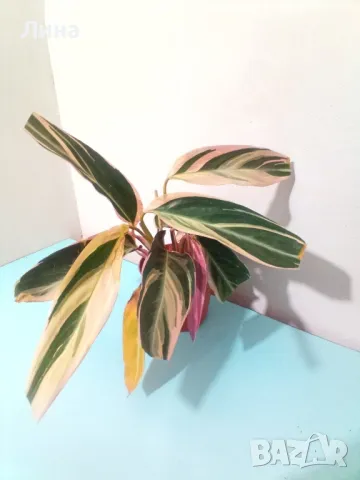 Калатея Триостар(Ctenanthe oppenheimiana) , снимка 2 - Стайни растения - 48770009