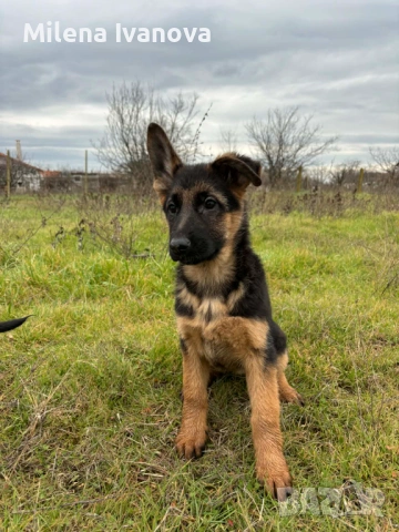 Немски овчарки от легитимен развъдник , снимка 4 - Немска овчарка - 52801099