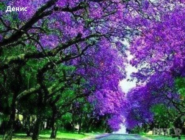 500 семена за Царска пауловния