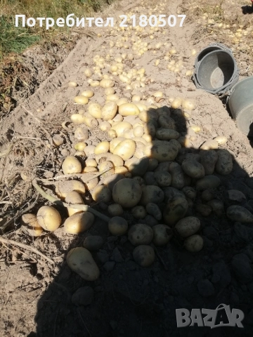 Картофи семе, снимка 8 - Разсади - 38859078