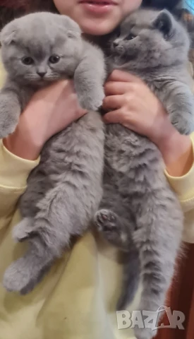 Британче и Шотландско клепоухо пухкави сладури , снимка 1