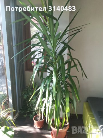 Палма Юка-много красива, висока 2.40м,на 25 години, снимка 3 - Стайни растения - 42780095