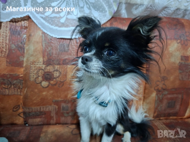 Мъжки чихуахуа търси женска, снимка 10 - Чихуахуа - 52471162