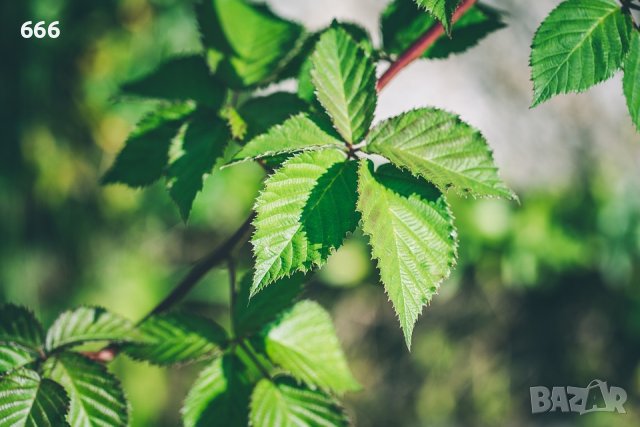 Листа и корени от диви къпини къпина 