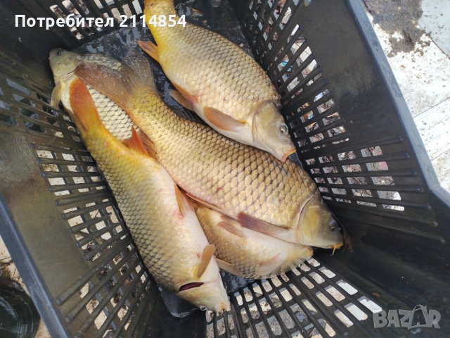 Жив шаран и сом страхотни на вкус!!!