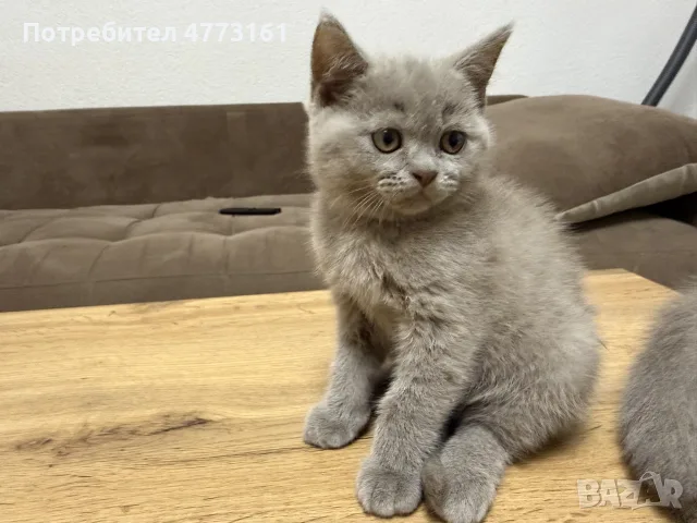 Британски късокосмести котки, снимка 6 - Британска късокосместа - 56404480