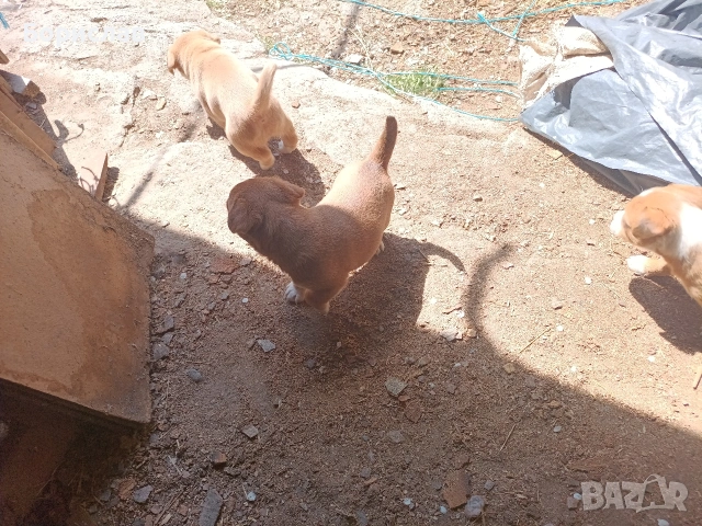 ПОДАРЯВАМ малки кученца , снимка 7 - Други - 51444287
