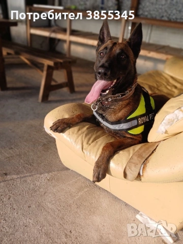 Белгийски овчарки, снимка 6 - Белгийска овчарка - 54142764