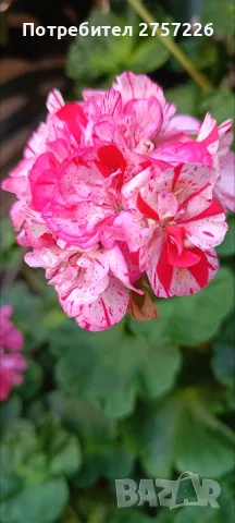 Pelargonium Sutavres Igor , снимка 2 - Стайни растения - 56374692